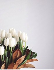картинка белые тюльпаны, flowers - , для мобильного телефона