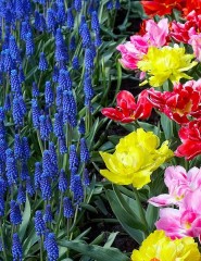  Colorful Tulips and Grape Hyac - ,   