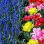 Colorful Tulips and Grape Hyac  