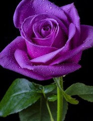 картинка фиолетовая роза, purple rose - , для мобильного телефона