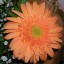 оранж цветочек на телефон