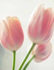 картинка тюльпаны,Pink Tulips, нежность - , для мобильного телефона