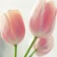 ,Pink Tulips,   