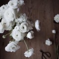 картинки цветы, белые ранункулюсы для телефона