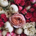 прекрасные розы Дэвида Остина