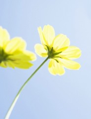  yellow flower - ,   