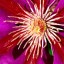 Clematis Flower  
