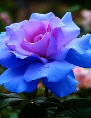картинка голубая роза, blue rose - , для мобильного телефона