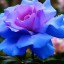  , blue rose  
