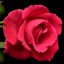 цветок розы в розовом цвете на телефон