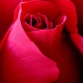     " , red rose"
