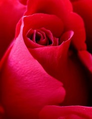 картинка алая роза, red rose - , для мобильного телефона