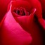 алая роза, red rose на телефон