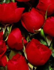 картинка красные розы любви - , для мобильного телефона