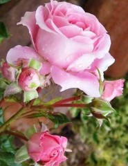 картинка роза, Pink Rose - , для мобильного телефона