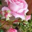 , Pink Rose  