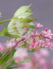 картинка полевые цветы - розовые и зелененькие цветочки, отдаленно напоминает сирень, для мобильного телефона