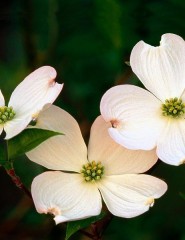  Flowering Dogwood Blossoms - ,   