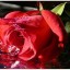 Роза любви на телефон