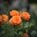 оранжевые розы, фото