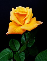 Beautiful flowers:   - ,   