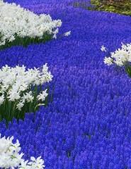  Grape Hyacinths and Daffodils, - ,   