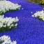 Grape Hyacinths and Daffodils,  