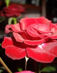 картинка Розочка - красная роза, для мобильного телефона