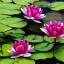Fragrant Water Lilies  