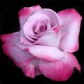 розовая роза, фон