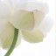 белый лотос, красота, цветок на телефон