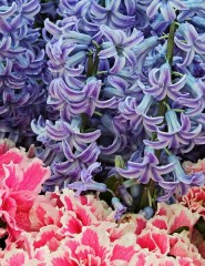  Hyacinth Flowers - ,   