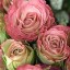 English Roses,   