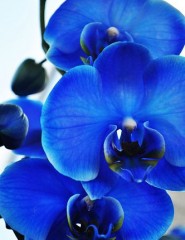 картинка синяя орхидея, цветок - , для мобильного телефона