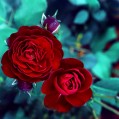 картинки 2 алые розы для телефона