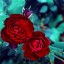 2 алые розы на телефон