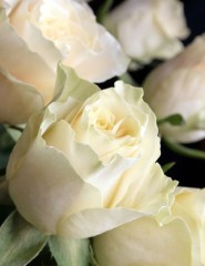  , white roses - ,   