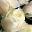 , white roses  