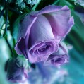 сиреневые розы, фото