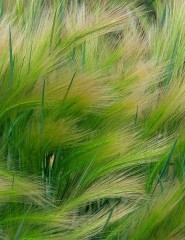  Foxtail Barley - ,   