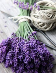   , Lavender - ,   