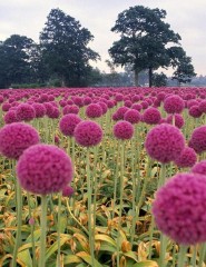  Field of Pink Onions, Wassenaa - ,   