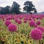 Field of Pink Onions, Wassenaa  