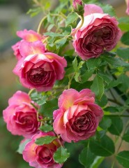 картинка розы, очень красивые - , для мобильного телефона