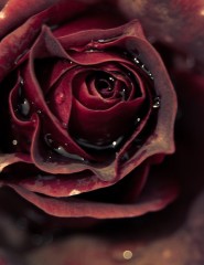 картинка роза, капли воды - , для мобильного телефона