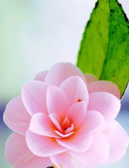   , pink camellia - ,   