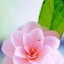  , pink camellia  