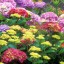 Hydrangea Blossoms  