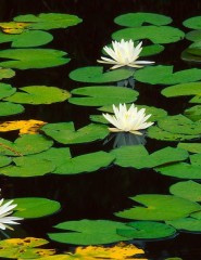  Fragrant Waterlily - ,   