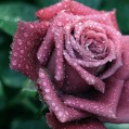 роза после дождя, фото